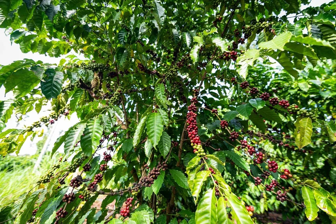 Coffee farming or agriculture