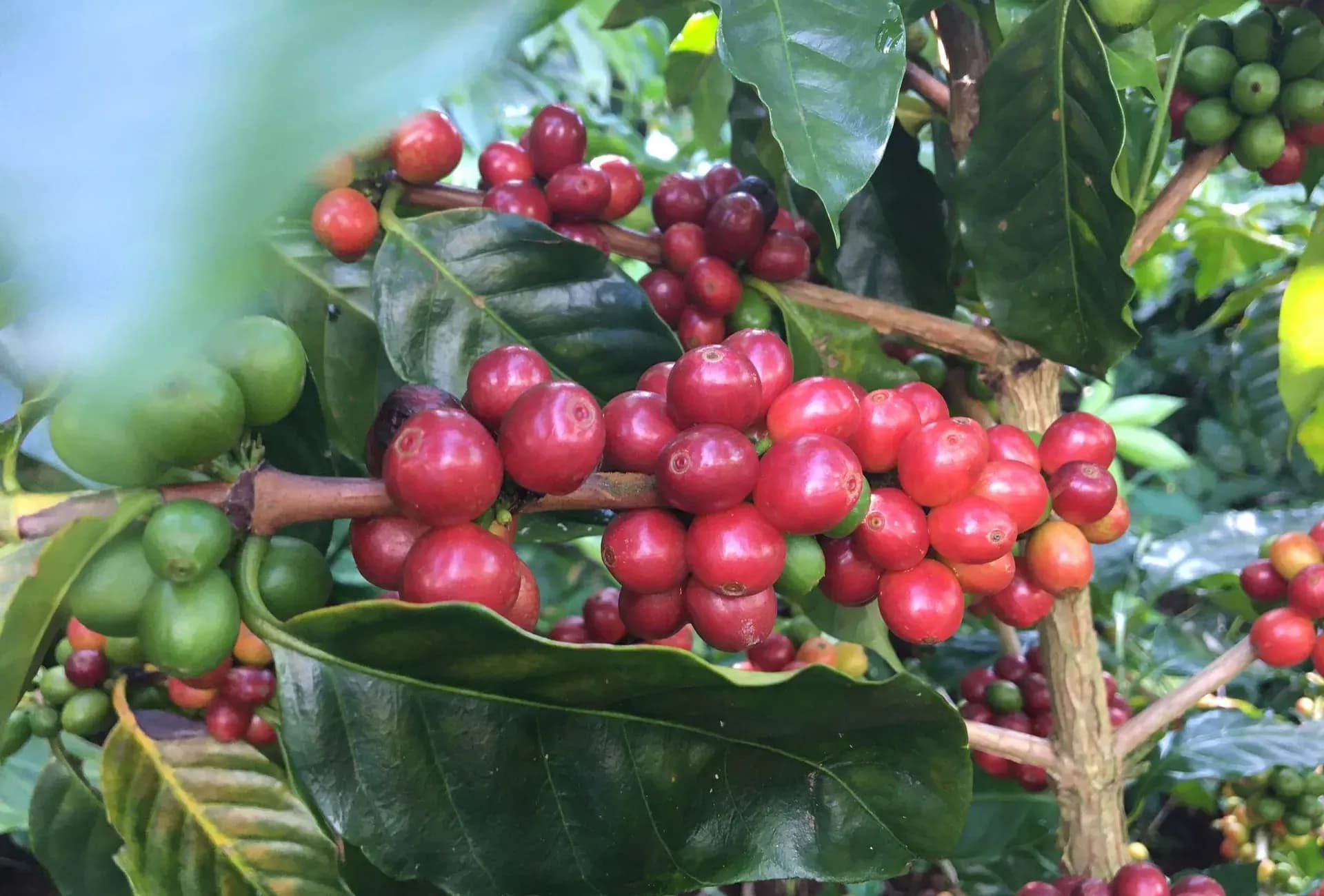 Cây cà phê với những quả cà phê chín đỏ và xanh