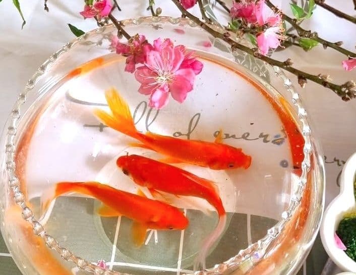Ba chú cá chép vàng trong bát nước cùng cành đào, biểu tượng của lễ tiễn ông Công ông Táo về trời.