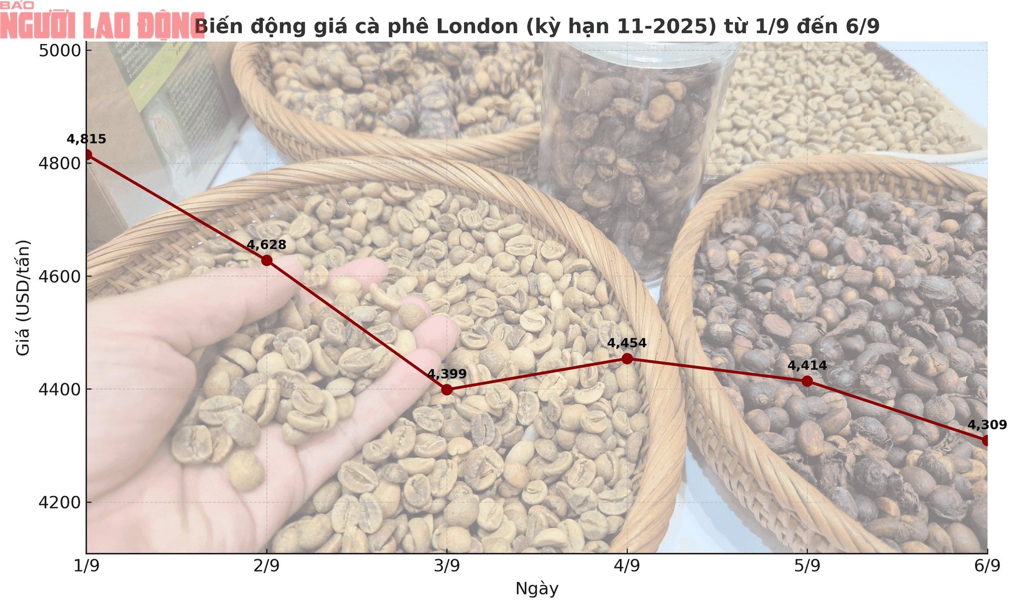 Biểu đồ biến động giá cà phê Arabica trên thị trường và hạt cà phê thô