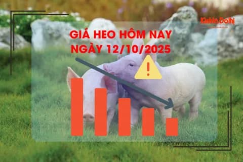 Biểu đồ giá heo hơi giảm mạnh với mũi tên đi xuống và cảnh báo, thể hiện biến động thị trường.