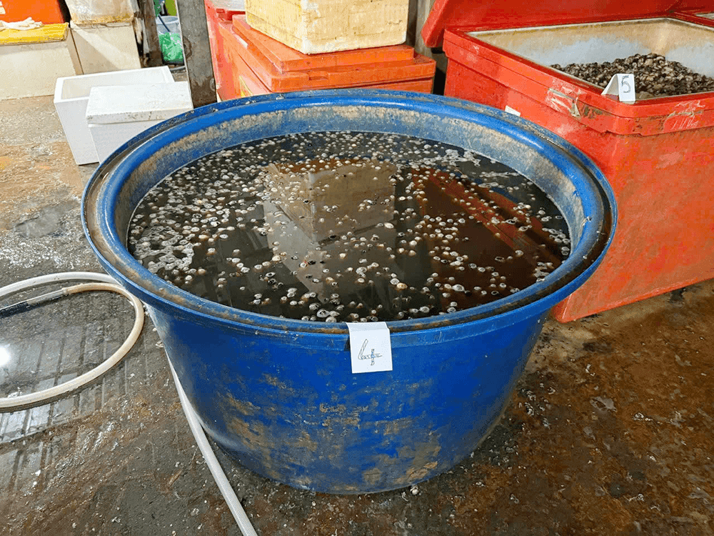 Ốc bươu được ngâm trong dung dịch hóa chất công nghiệp Natri Silicate.