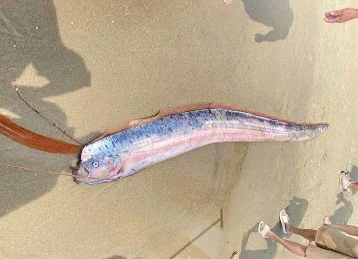 Cá mái chèo dạt bờ biển Mỹ Khê, Đà Nẵng, với thân hình dài và vây đỏ đặc trưng