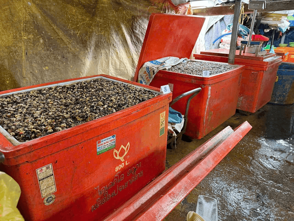 Các thùng chứa ốc bươu đã qua xử lý hóa chất, sẵn sàng phân phối ra thị trường.