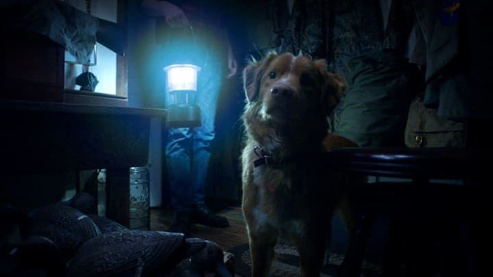 Chú chó Indy đứng cảnh giác trong căn phòng tối, phía sau là người chủ Todd cầm đèn lồng, thể hiện khả năng cảm nhận thế giới vô hình của chú.