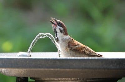 Chim sẻ đang uống nước từ vòi phun để chống chọi với nắng nóng gay gắt.