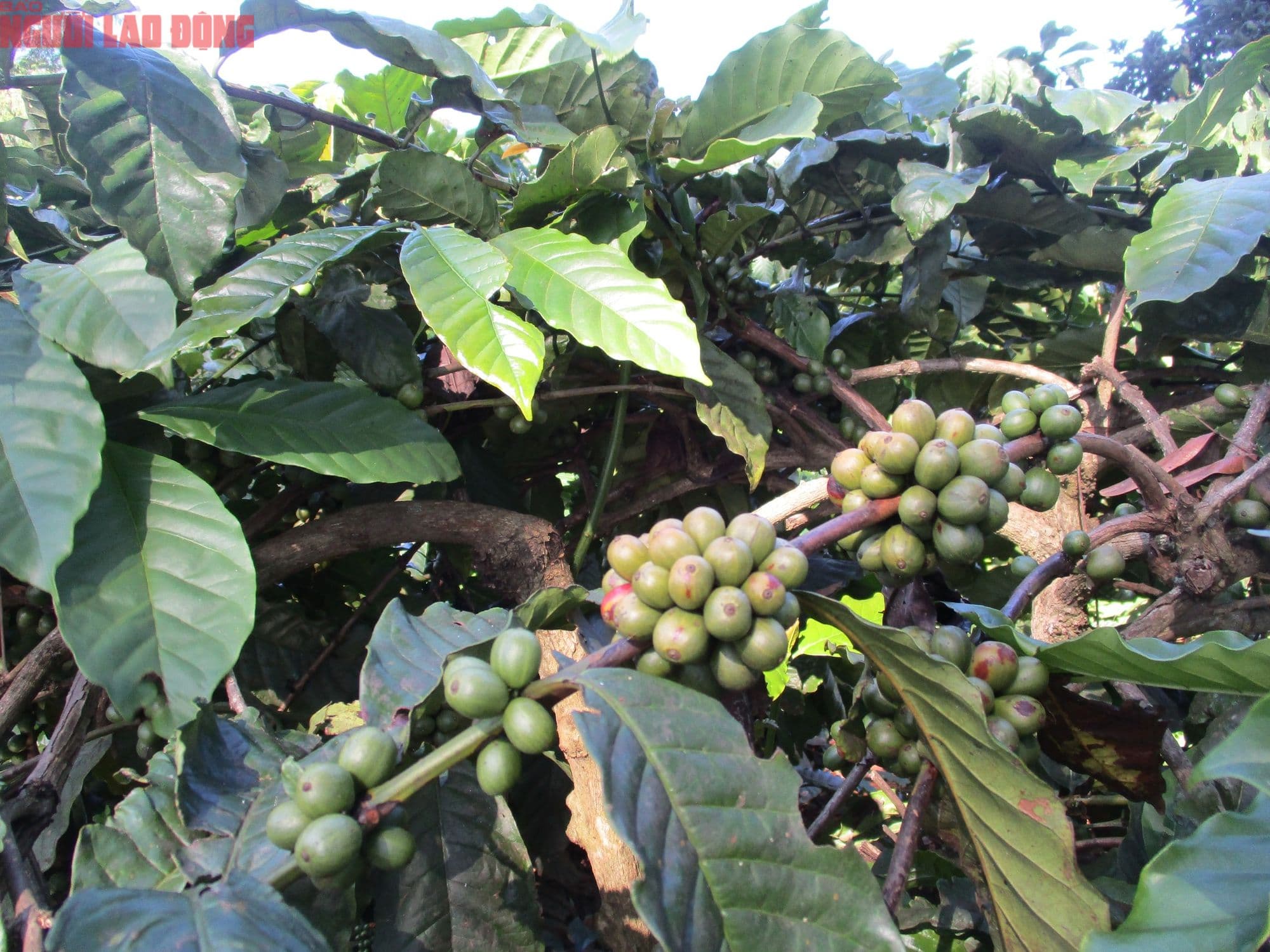 Chùm quả cà phê Arabica xanh trên cây, đại diện cho nguồn cung và sản lượng từ các vùng trồng chính.