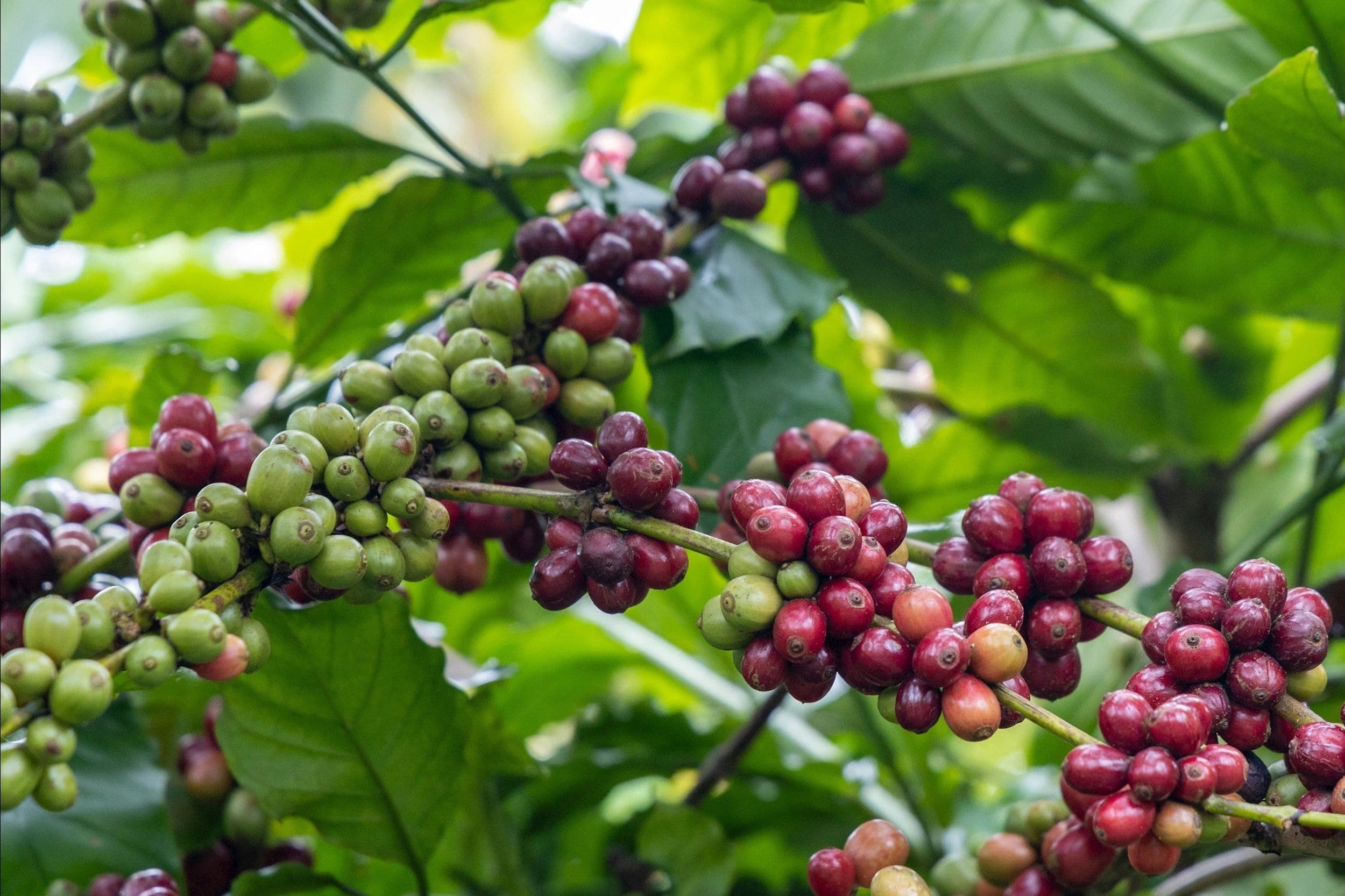 Cụm quả cà phê xanh và đỏ trên cành, minh họa tác động của khí hậu đến cây cà phê.