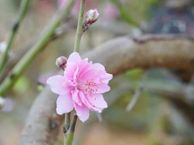 Cận cảnh một bông hoa đào hồng nở rộ, báo hiệu mùa xuân và không khí Tết Nguyên đán đang về.