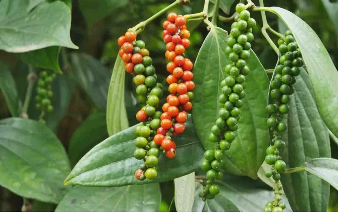 Cận cảnh những chùm tiêu xanh và chín trên cây, tượng trưng cho sự bùng nổ giá hồ tiêu.