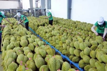 Công nhân phân loại sầu riêng trong nhà máy, thể hiện quy trình chuẩn bị cho thị trường xuất khẩu.