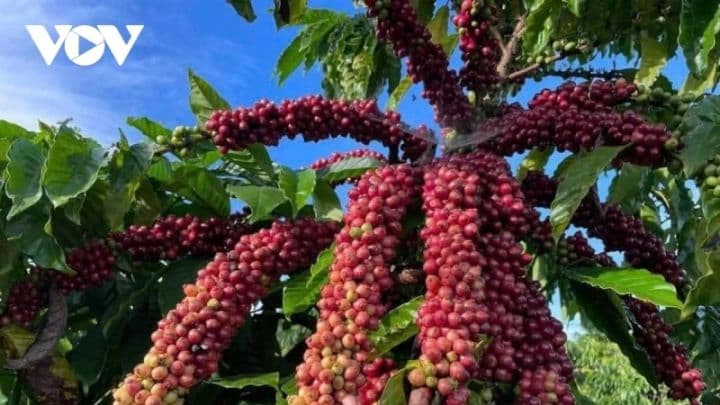 Cành cà phê Robusta trĩu quả chín đỏ dưới nắng Tây Nguyên, biểu tượng của vùng đất cà phê Việt Nam.