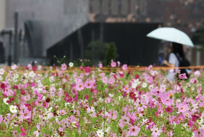 Cảnh mưa thu lãng đãng với cánh đồng hoa cosmos hồng trắng, một người che ô đi trong mưa, báo hiệu sự chuyển mình của thời tiết giao mùa.