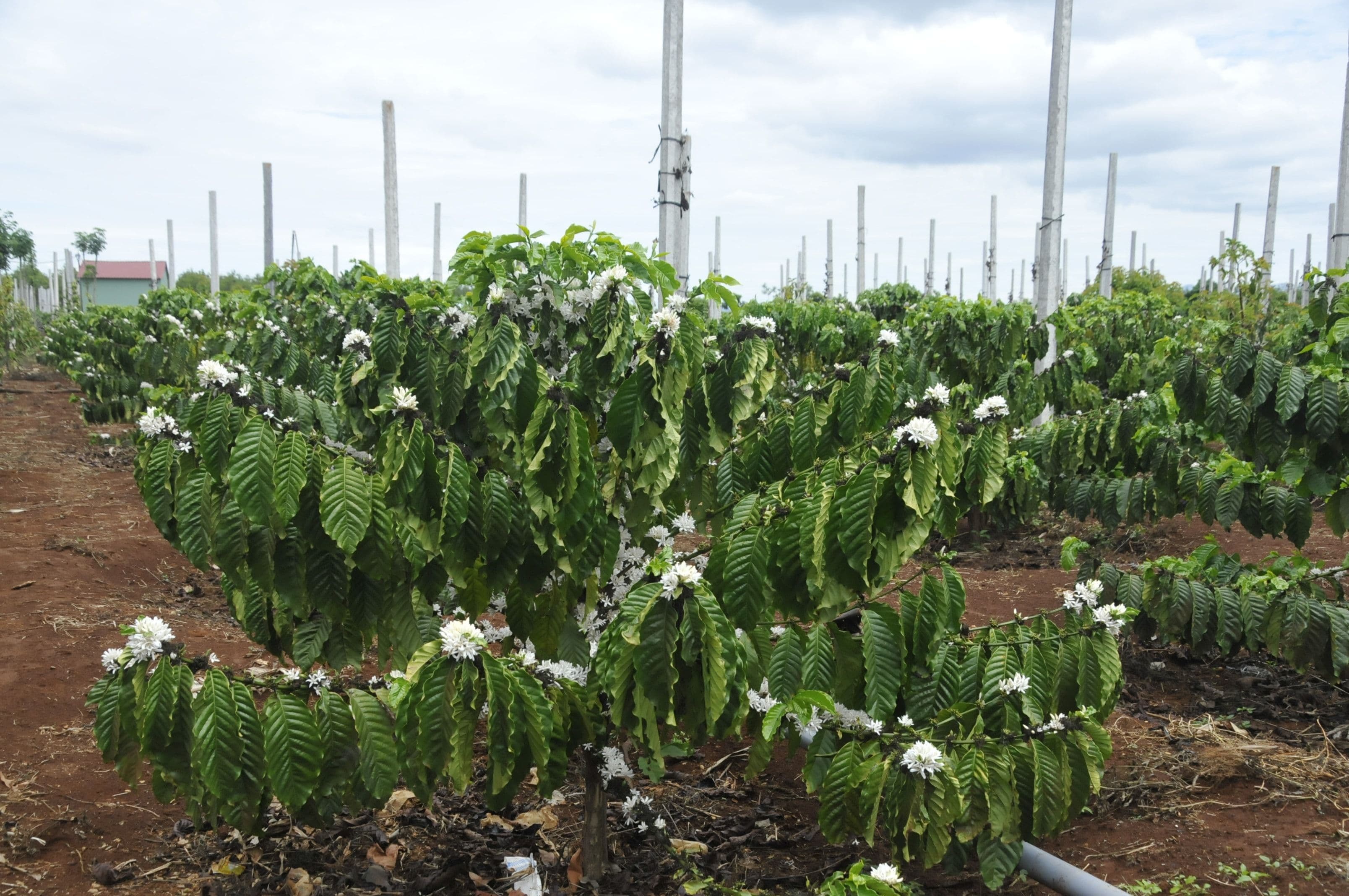 Cánh đồng cà phê với cây đang ra hoa, minh họa sự phụ thuộc của sản xuất vào thiên nhiên.