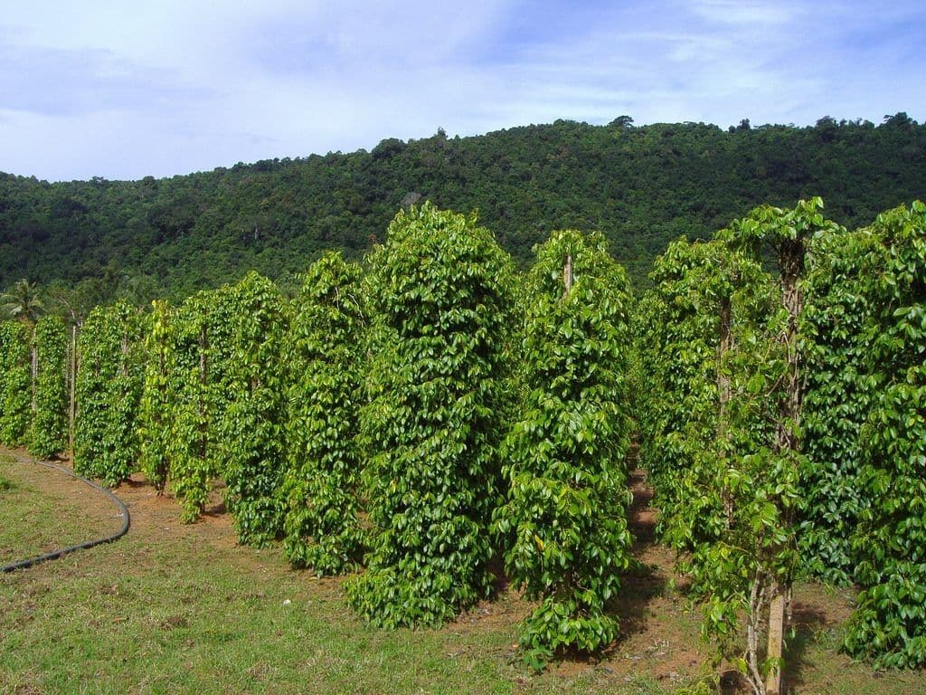 Cánh đồng hồ tiêu rộng lớn, đặt ra thách thức về quy hoạch và phát triển bền vững.