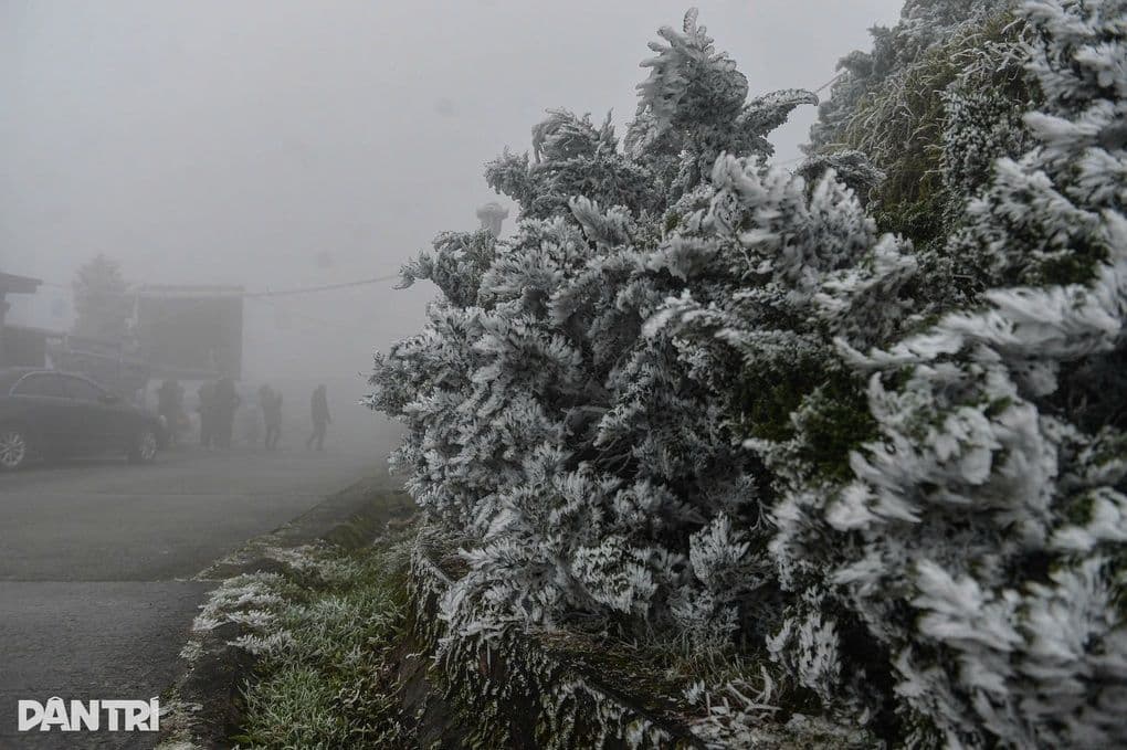 Cảnh quan băng giá phủ trắng cây cối ở vùng núi cao miền Bắc Việt Nam, thể hiện sự khắc nghiệt của đợt rét đậm.