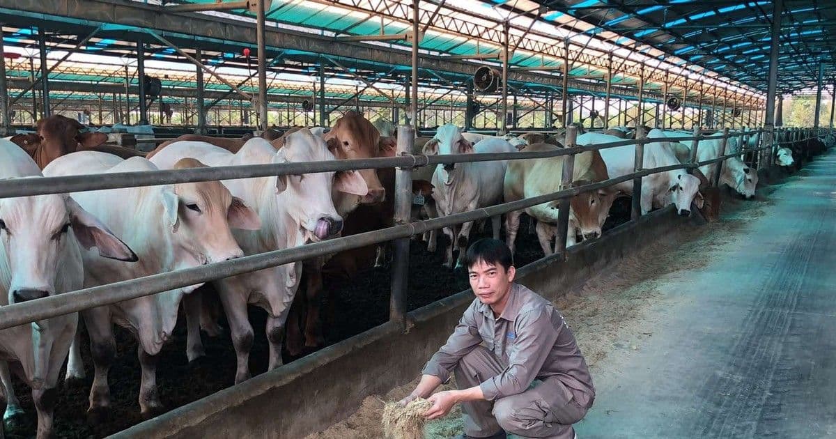 Cảnh quan trang trại chăn nuôi bò của Hòa Phát, minh họa cho chiến lược nông nghiệp chuỗi khép kín.