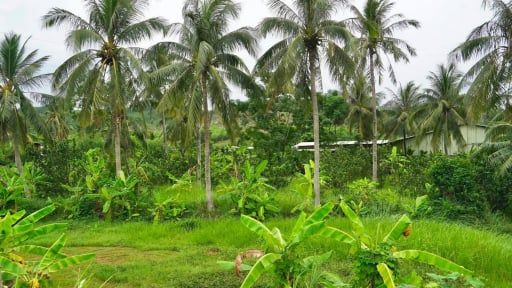 Cảnh quan xanh tươi với hàng dừa và cây cối, tượng trưng cho hạ tầng xanh và sự hài hòa với thiên nhiên trong tương lai bền vững.