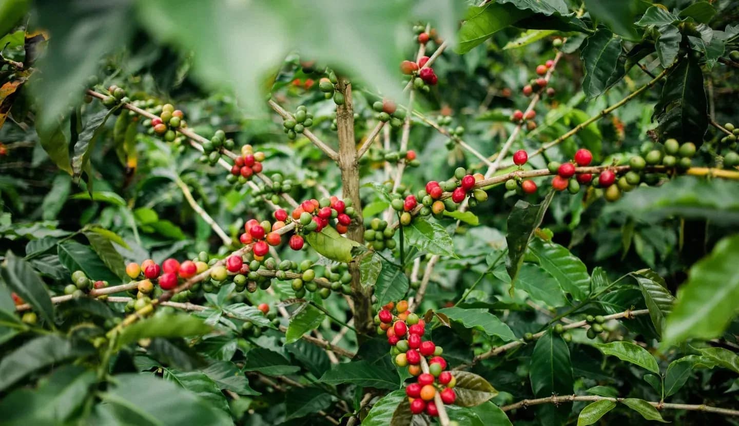 Cây cà phê Arabica với quả xanh và chín, biểu tượng cho nguồn cung và thách thức khí hậu