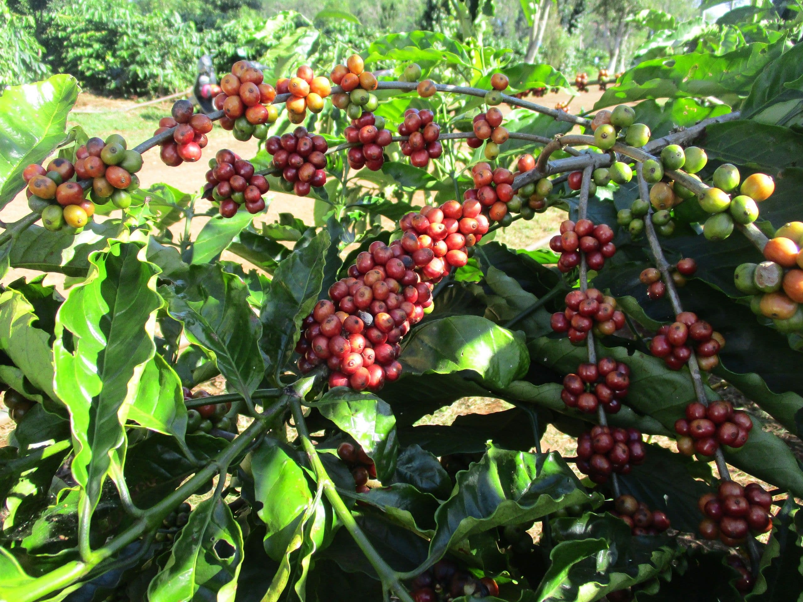 Cây cà phê Robusta với những chùm quả chín đỏ và xanh, tượng trưng cho nguồn gốc và sản lượng cà phê Việt Nam.