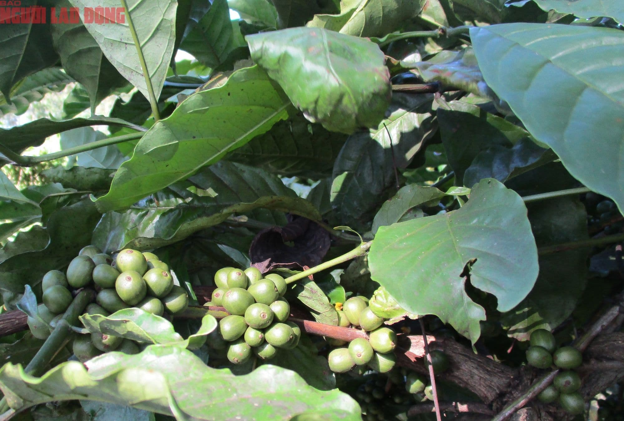 Cây cà phê với những chùm quả xanh, biểu tượng cho vụ mùa sắp tới tại Đắk Lắk trong bối cảnh giá cà phê tăng vọt.