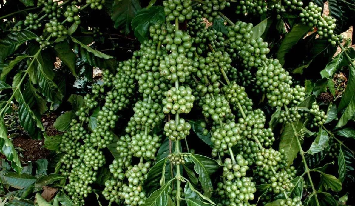 Cây cà phê với những chùm quả xanh, thể hiện vụ mùa cà phê tại Brazil đang đối mặt với nguy cơ thời tiết.