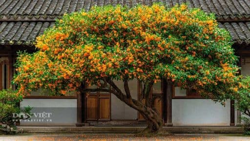 Cây cảnh Thần Tài với hoa vàng rực rỡ, biểu tượng của sự vượng khí và bình an theo trí tuệ cổ xưa.