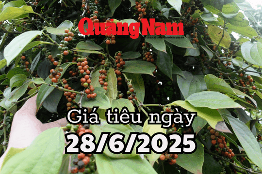 Cây hồ tiêu với những chùm quả đang chín, kèm dòng chữ 'Giá tiêu ngày 28/6/2025', biểu thị sự biến động giá của loại nông sản này.