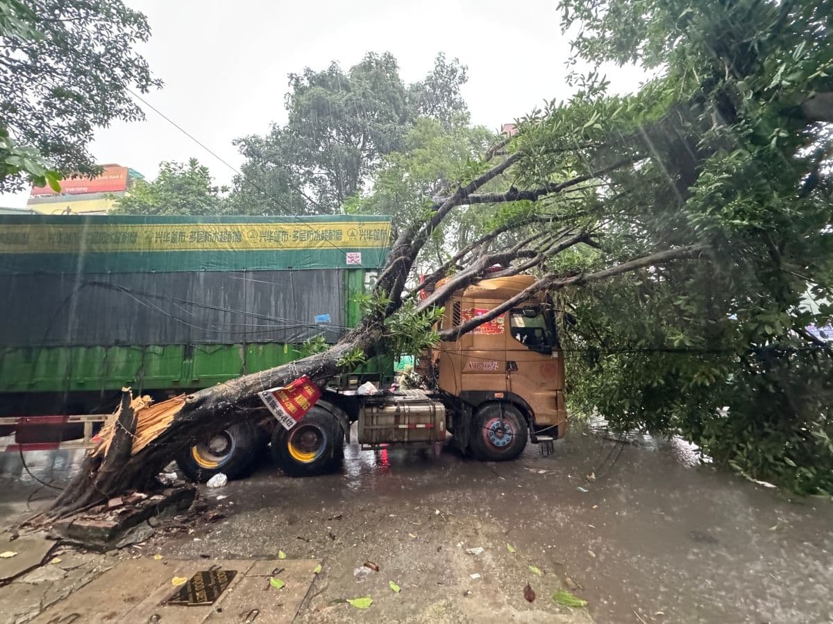 Cây lớn bật gốc đổ đè lên xe tải, gây tắc nghẽn giao thông sau cơn bão.