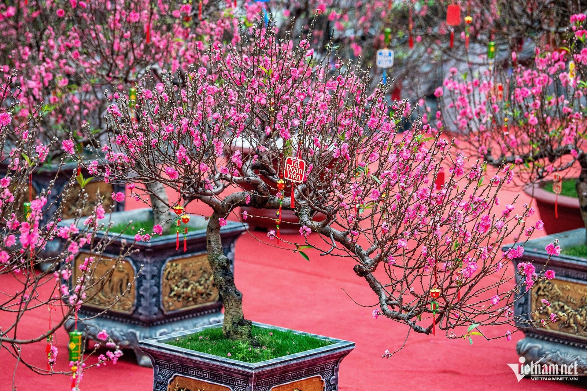 Cây đào bonsai nở hoa rực rỡ, tạo không khí ấm cúng, linh thiêng trong những ngày Tết khi gia đình đón mời gia tiên về nhà.