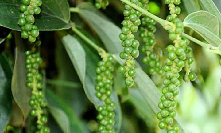 Cây tiêu với chùm hạt xanh, minh họa nguyên nhân giá tiêu tăng cao do nguồn cung và nhập khẩu