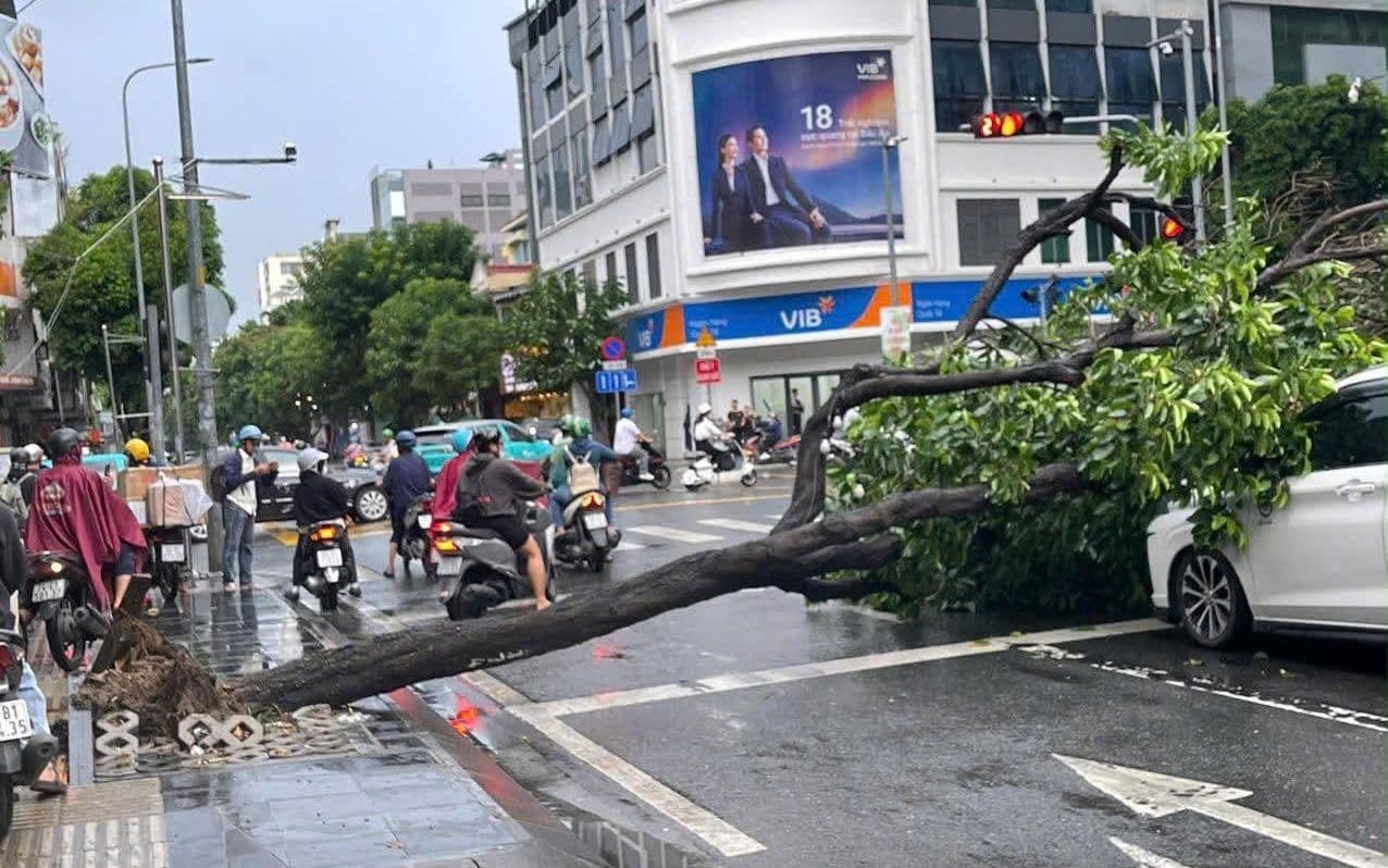 Cây xanh bật gốc đổ chắn ngang đường sau mưa lớn, gây cản trở giao thông và cho thấy sự yếu kém của hạ tầng đô thị
