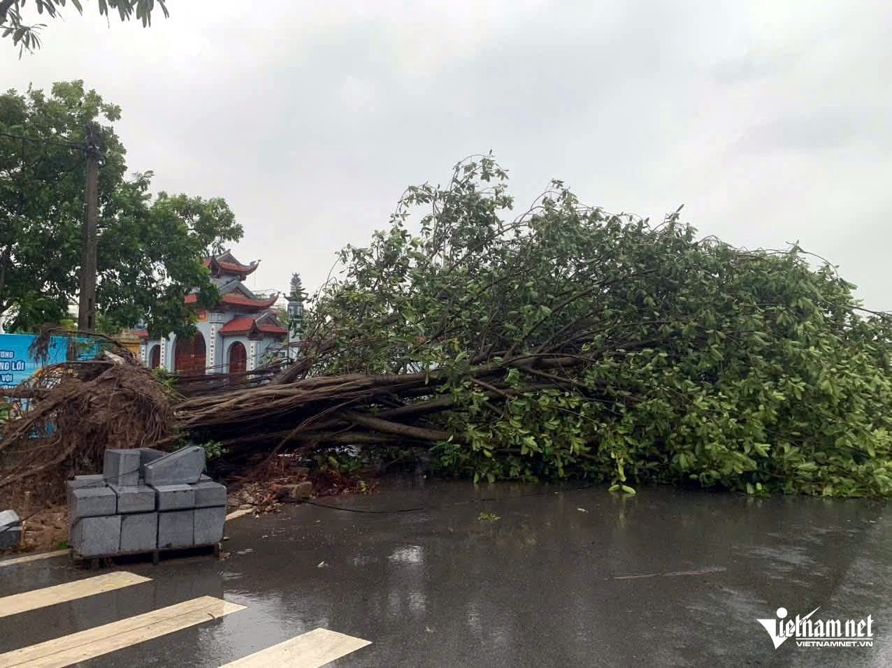 Cây xanh đổ rạp chắn ngang đường phố sau khi bão Wipha đổ bộ
