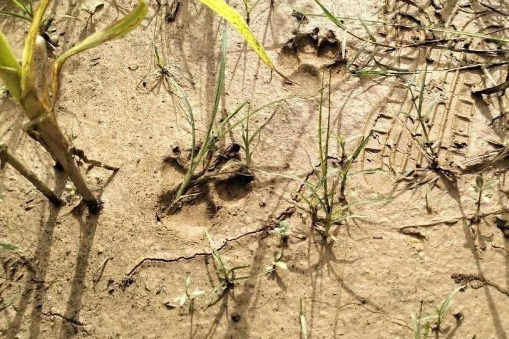 Dấu chân hổ in rõ trên bùn đất, bằng chứng về sự xuất hiện của hổ con tại Phú Thọ.