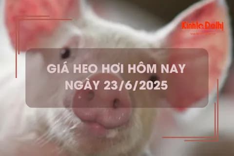 Giá heo hơi hôm nay 23/6: Tiếp tục đứng giá trên cả nước