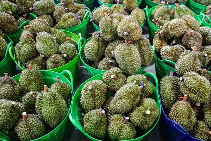 Giỏ sầu riêng tươi, tượng trưng cho ngành nông sản Việt Nam bị ảnh hưởng bởi vụ tham nhũng.