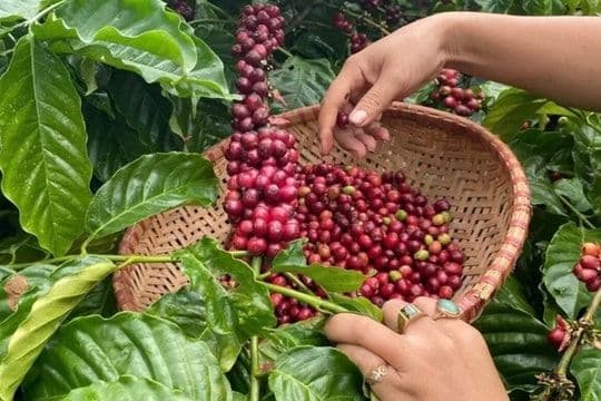 Giá tiêu hôm nay 9/9/2025: Việt Nam tăng nhập khẩu hồ tiêu, dấu hiệu lạ của thị trường.