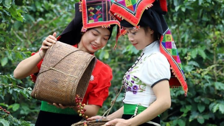 Hai phụ nữ trong trang phục truyền thống Việt Nam đang thu hoạch cà phê chín đỏ trên rẫy, thể hiện di sản và văn hóa cà phê.