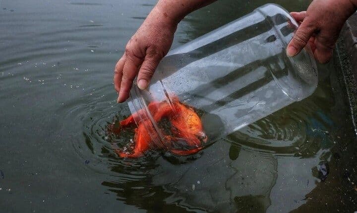 Hành động phóng sinh cá chép xuống nước sau lễ cúng ông Công ông Táo.