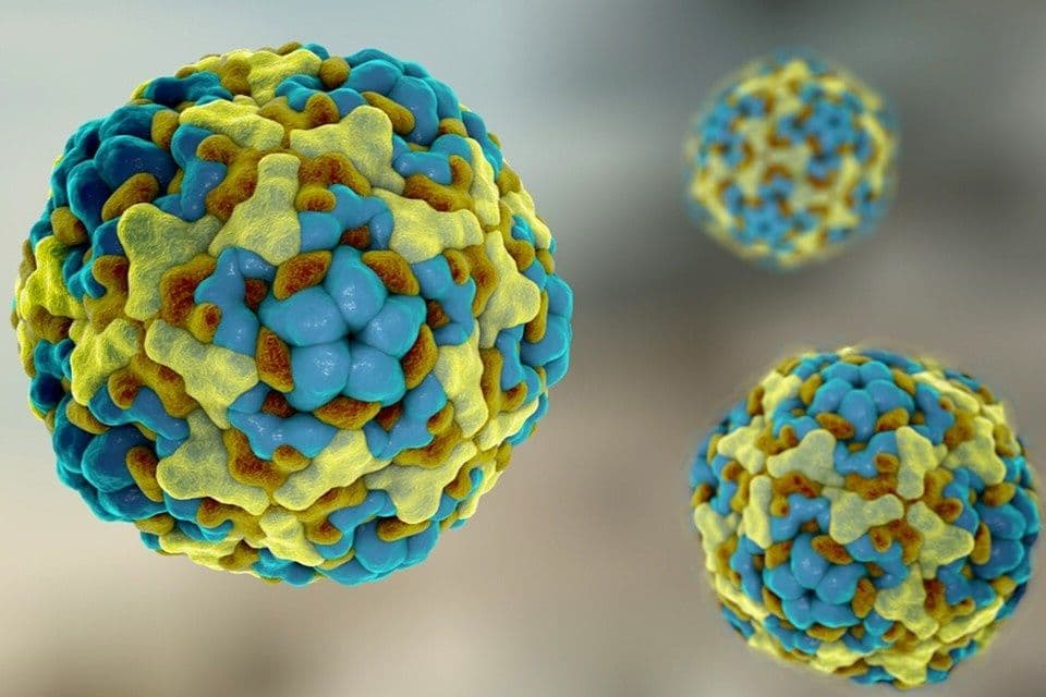 Hình ảnh minh họa virus Enterovirus A71 (EV71) gây bệnh tay chân miệng