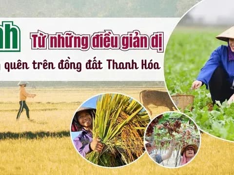Hình ảnh tổng hợp về nông dân Thanh Hóa canh tác trên đồng đất, minh họa việc tận dụng tài nguyên nông nghiệp để không lãng phí, giải quyết thách thức xuất khẩu.
