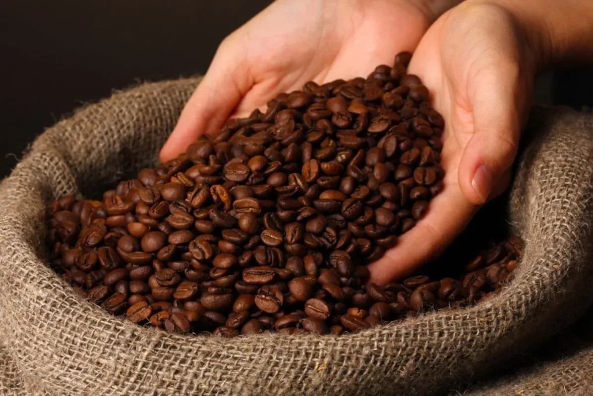 Hạt cà phê Arabica rang chất lượng cao trong tay người nông dân, biểu tượng cho vị thế cao cấp của loại hạt này.