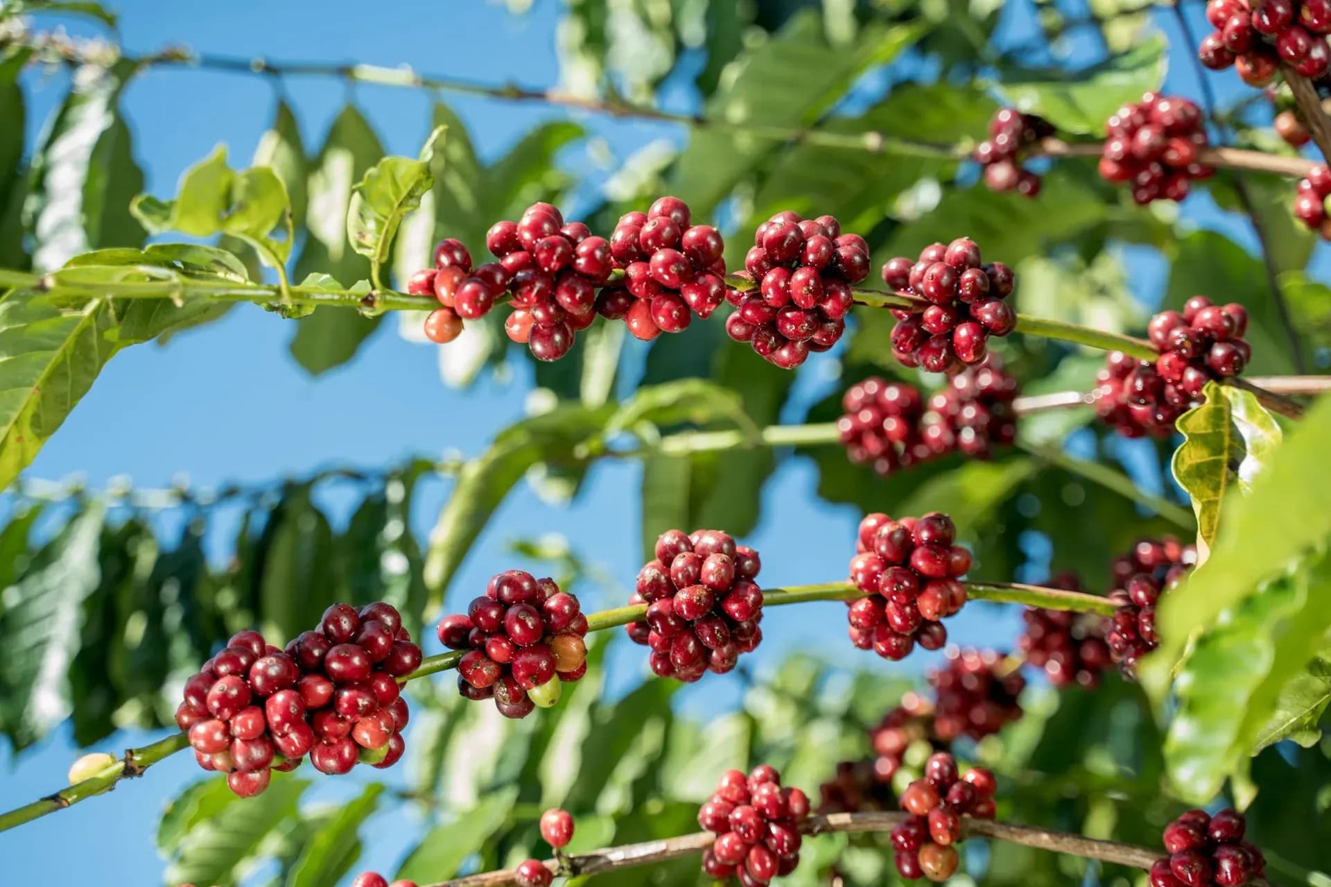 Hạt cà phê chín đỏ trên cành, tượng trưng cho vụ mùa và giá cà phê toàn cầu.