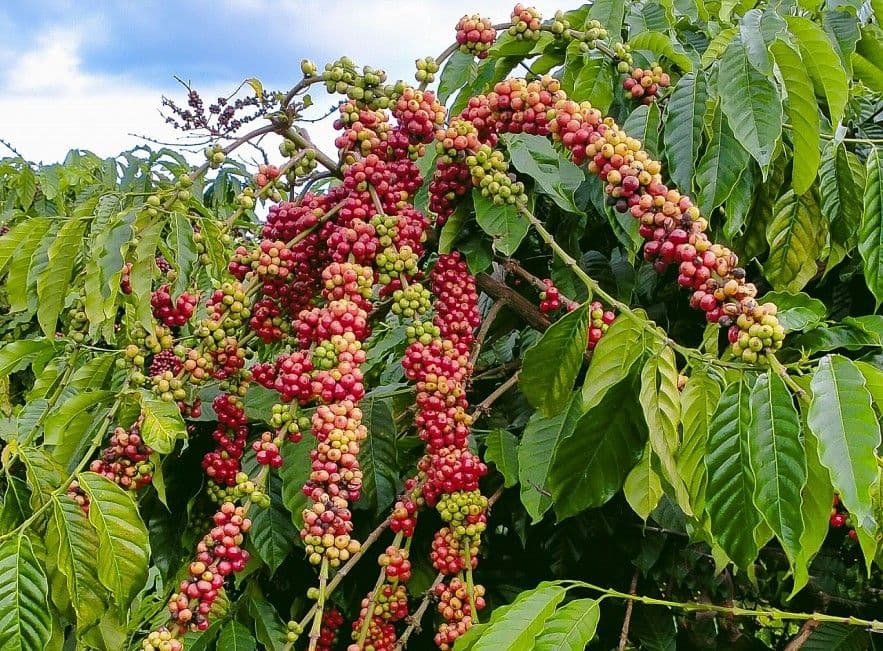 Hạt cà phê Robusta đã rang trong muỗng, tượng trưng cho chất lượng và giá trị của cà phê Việt Nam trên thị trường.