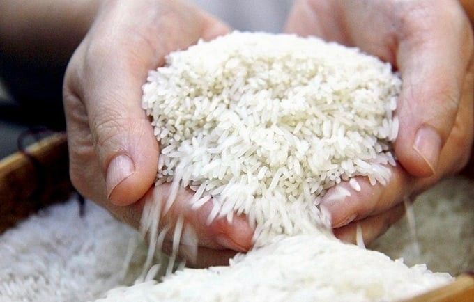 Đôi bàn tay nâng niu hạt gạo Việt Nam, tượng trưng cho giá trị và sự bền vững của ngành lúa gạo trên thị trường toàn cầu.