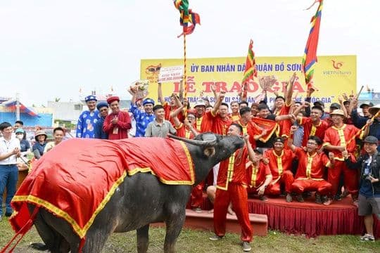 Khoảnh khắc vinh quang của 'ông trâu' chiến thắng và chủ trâu tại Lễ hội chọi trâu Đồ Sơn, biểu tượng cho điềm lành và mùa màng bội thu.