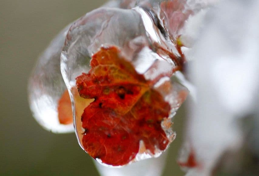 Lá cây đóng băng, minh họa hiện tượng băng giá có thể xuất hiện ở vùng núi cao do rét đậm.