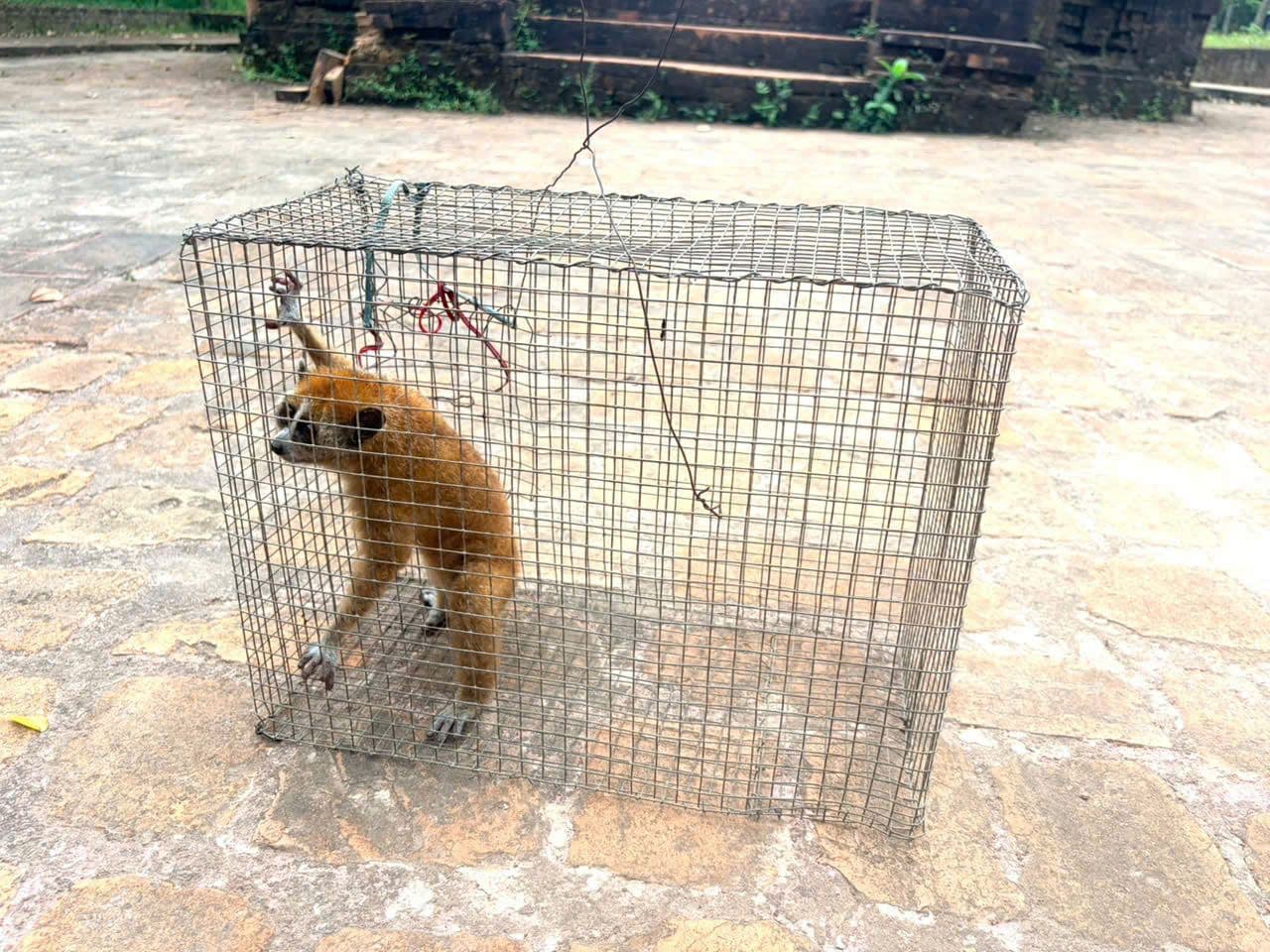 Một con cu li nhỏ quý hiếm trong lồng, đại diện cho động vật hoang dã bị lạc vào phố thị và được cứu hộ.