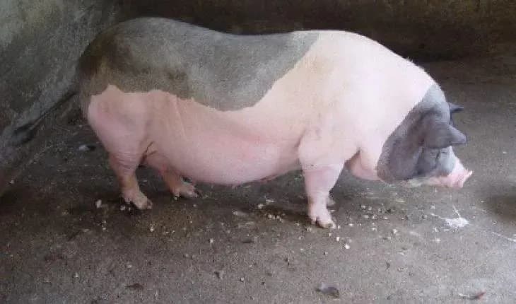 Một con heo trưởng thành trong chuồng, đại diện cho ngành chăn nuôi heo hơi cần các giải pháp phát triển bền vững.