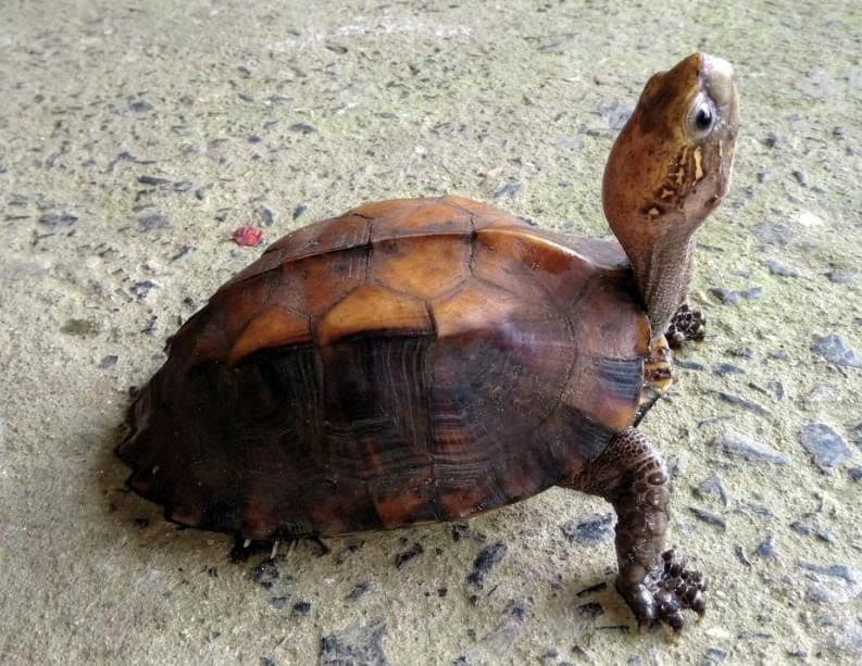Một con rùa sa nhân quý hiếm bò trên nền bê tông, minh họa cuộc chạm trán bất ngờ giữa động vật hoang dã và môi trường đô thị.